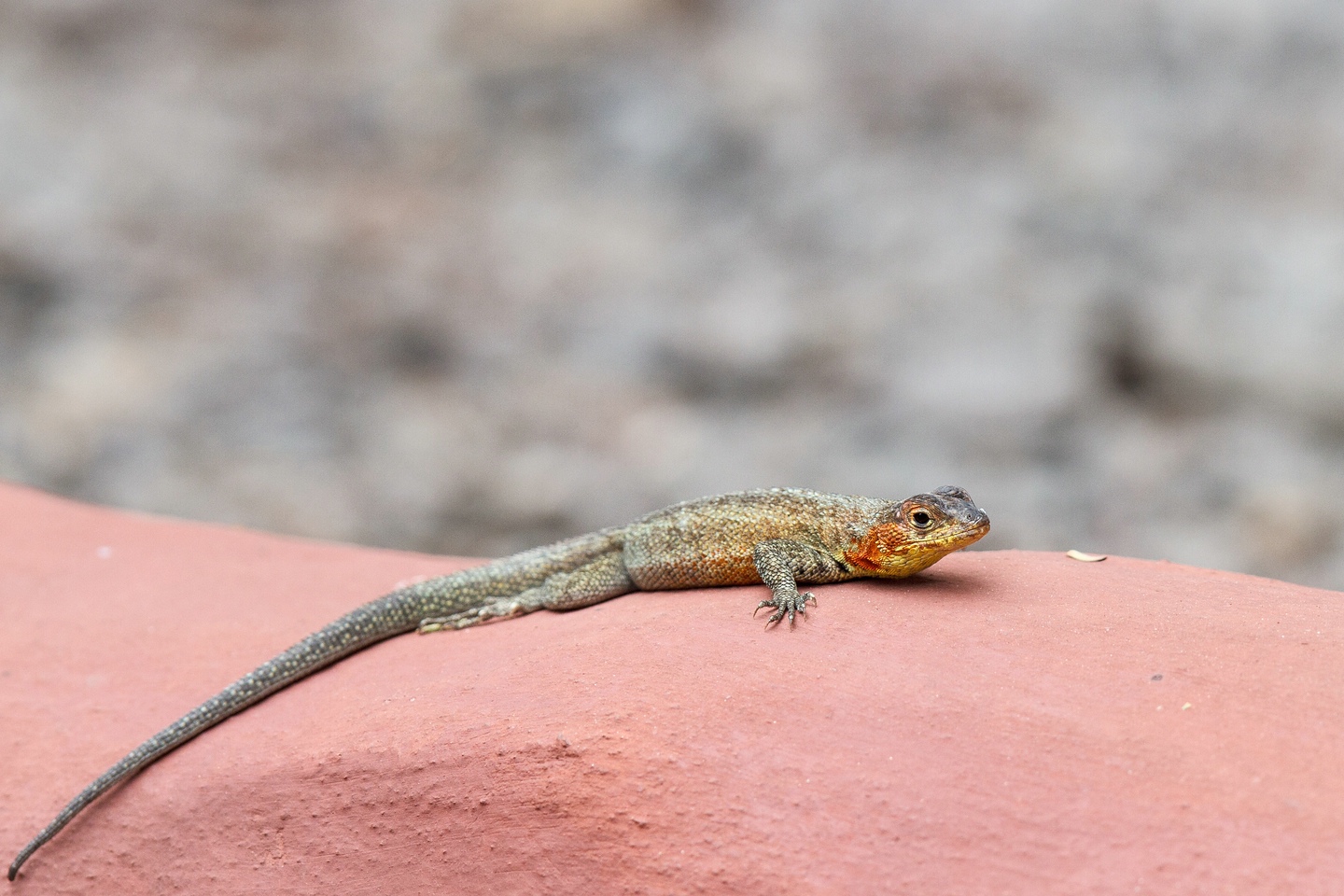 Galapagos Lava-Eidechse